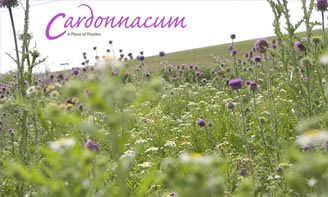 Cardonnacum: A Place of Thistles - photograph